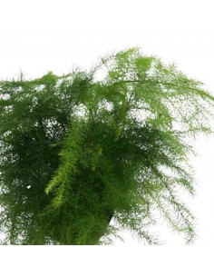 ASPARAGUS SETACEUS diametro vaso 7 cm 2