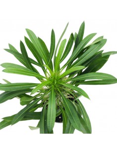 PACHYPODIUM LAMEREI diametro vaso 6 cm 2