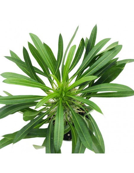 PACHYPODIUM LAMEREI diametro vaso 6 cm