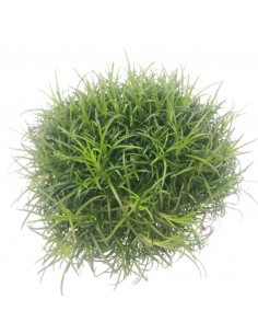 SAGINA SUBULATA MINI diametro vaso 6 cm 2