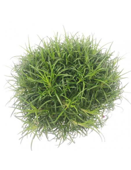 SAGINA SUBULATA MINI diametro vaso 6 cm