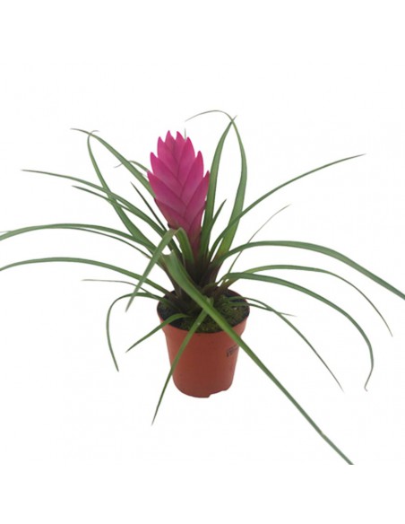 TILLANDSIA CYANEA "La Piuma Rosa" diametro vaso 6 cm