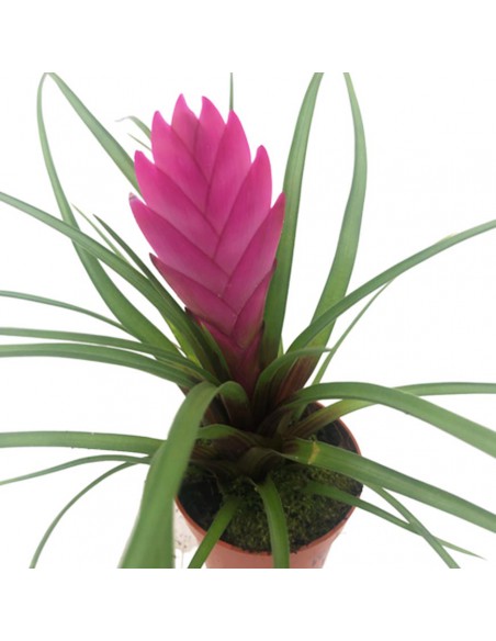 TILLANDSIA CYANEA "La Piuma Rosa" diametro vaso 6 cm