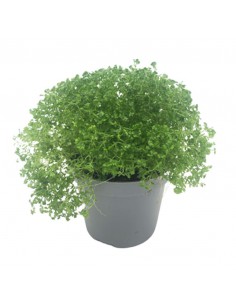 SELAGINELLA APODA diametro vaso 6 cm