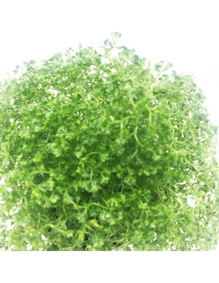 SELAGINELLA APODA diametro vaso 6 cm