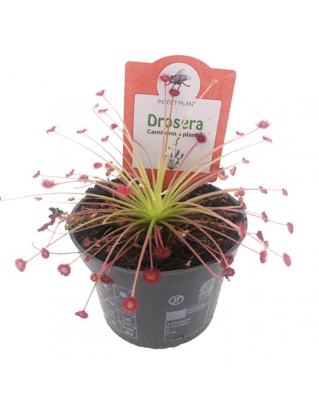 DROSERA PARADOXA diametro vaso 9 cm