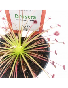 DROSERA PARADOXA diametro vaso 9 cm 2