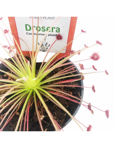 DROSERA PARADOXA diametro vaso 9 cm