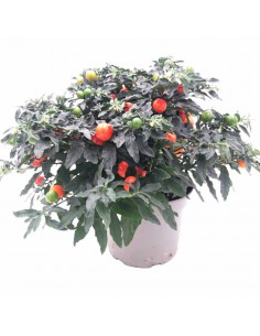 SOLANUM PSEUDOCAPSICUM diametro vaso 17 cm