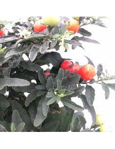 SOLANUM PSEUDOCAPSICUM diametro vaso 17 cm 2