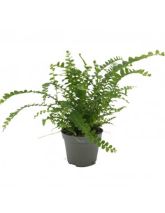NEPHROLEPIS CORDIFOLIA DUFFII diametro vaso 6 cm