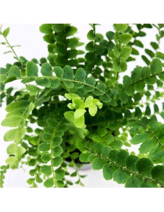 NEPHROLEPIS CORDIFOLIA DUFFII diametro vaso 6 cm 2