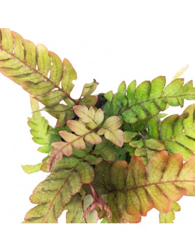 PTERIS QUADRIAURITA TRICOLOR diametro vaso 8,5 cm