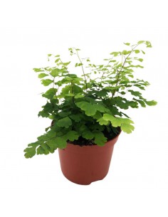 ADIANTUM RADDIANUM FRITZ-LUTHI diametro vaso 6 cm