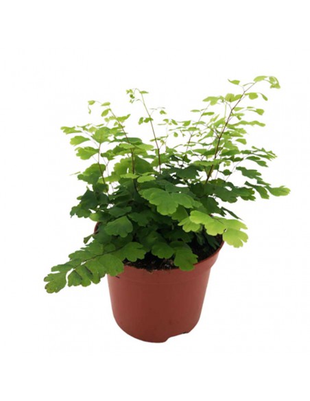 ADIANTUM RADDIANUM FRITZ-LUTHI diametro vaso 6 cm