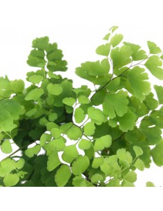 ADIANTUM RADDIANUM FRITZ-LUTHI diametro vaso 6 cm 2