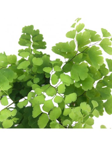 ADIANTUM RADDIANUM FRITZ-LUTHI diametro vaso 6 cm