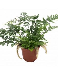 Felce a Zampa di Lepre "DAVALLIAHUMATA TYERMANNII"  v 8