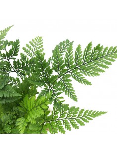 Felce a Zampa di Lepre "DAVALLIAHUMATA TYERMANNII"  v 8 2