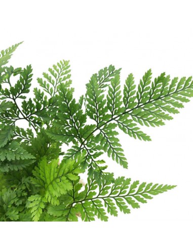 Felce a Zampa di Lepre "DAVALLIAHUMATA TYERMANNII"  v 8