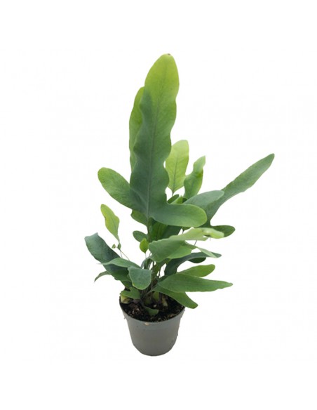 La felce di zinco "PHLEBODIUM AUREUM BLUE STAR" diametro vaso 7 cm