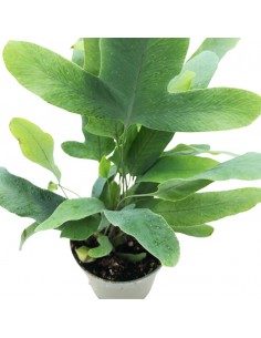 La felce di zinco "PHLEBODIUM AUREUM BLUE STAR" diametro vaso 7 cm 2