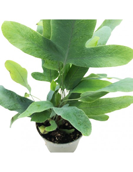 La felce di zinco "PHLEBODIUM AUREUM BLUE STAR" diametro vaso 7 cm