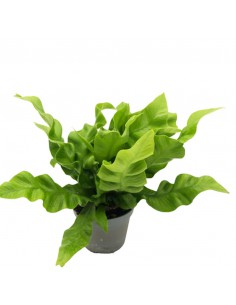 ASPLENIUM NIDUS CRISPY WAVE diametro vaso 6 cm