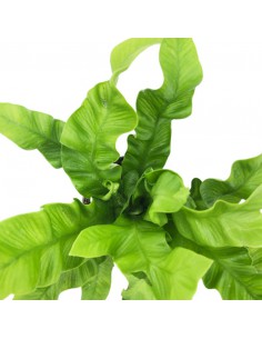 ASPLENIUM NIDUS CRISPY WAVE diametro vaso 6 cm 2