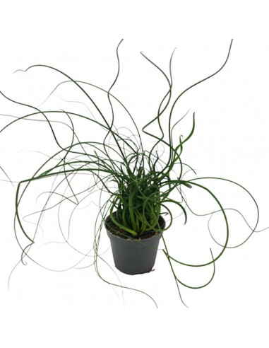 JUNCUS EFFUSUS 'SPIRALIS' diametro vaso 6 cm