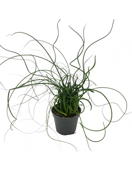 JUNCUS EFFUSUS 'SPIRALIS' diametro vaso 6 cm