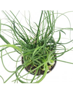 JUNCUS EFFUSUS 'SPIRALIS' diametro vaso 6 cm 2
