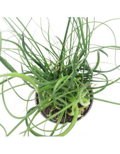 JUNCUS EFFUSUS 'SPIRALIS' diametro vaso 6 cm