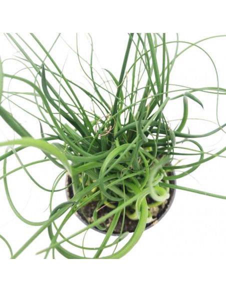 JUNCUS EFFUSUS 'SPIRALIS' diametro vaso 6 cm
