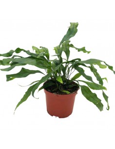 Felce Canguro "MICROSORUM DIVERSIFOLIUM" D. V. 8,5 cm