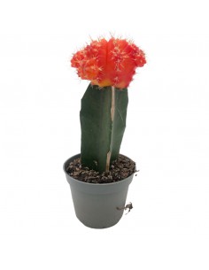 GYMNOCALYCIUM Colore Arancione diametro vaso 6 cm