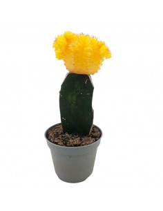 GYMNOCALYCIUM Colore Giallo diametro vaso 6 cm