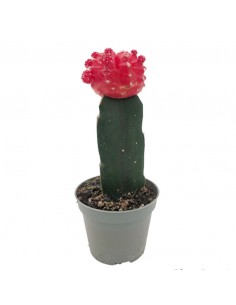 GYMNOCALYCIUM Colore Rosso diametro vaso 6 cm