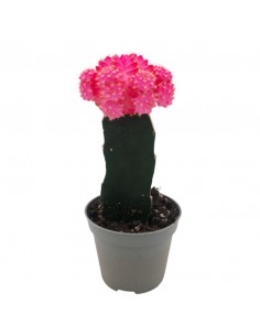 GYMNOCALYCIUM Colore Rosa diametro vaso 6 cm