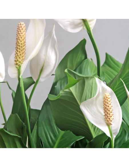SPATHIPHYLLUM 'SWEET LAURETTA' Diametro vaso 21 Cm