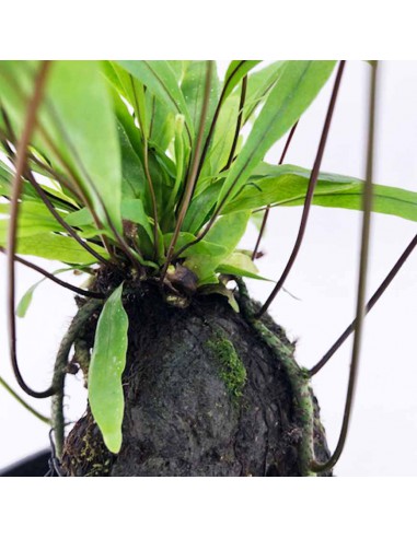 LOVA Felce australiana "DIVERSIFOLIUM" su roccia vulcanica