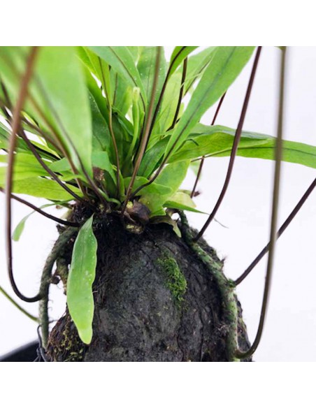 LOVA Felce australiana "DIVERSIFOLIUM" su roccia vulcanica