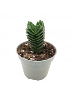 CRASSULA 'BUDDHA'S TEMPLE' diametro vaso 6 cm