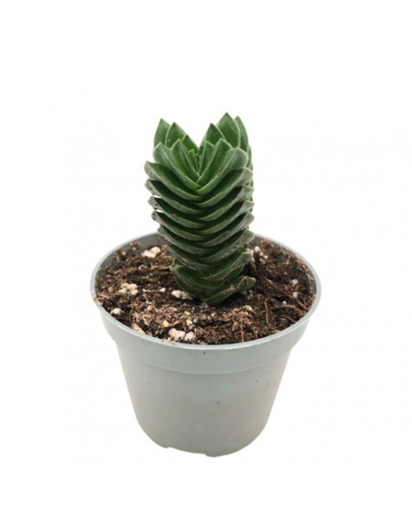 CRASSULA 'BUDDHA'S TEMPLE' diametro vaso 6 cm