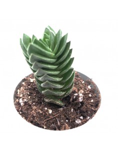 CRASSULA 'BUDDHA'S TEMPLE' diametro vaso 6 cm 2