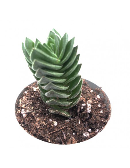 CRASSULA 'BUDDHA'S TEMPLE' diametro vaso 6 cm