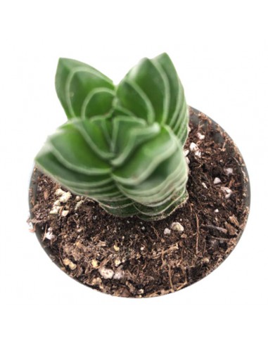 CRASSULA 'BUDDHA'S TEMPLE' diametro vaso 6 cm