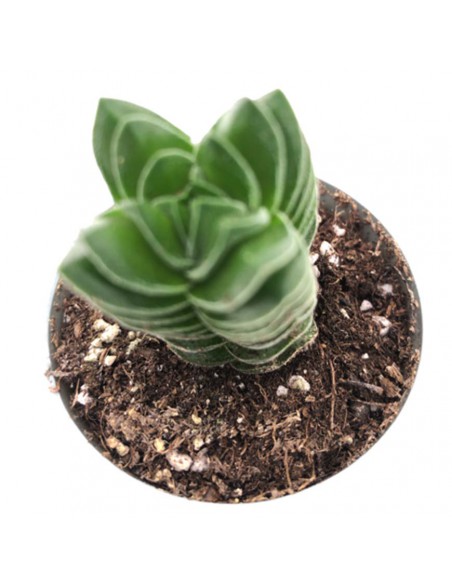 CRASSULA 'BUDDHA'S TEMPLE' diametro vaso 6 cm