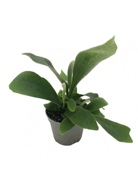 PLATYCERIUM BIFURCATUM diametro vaso 6 cm