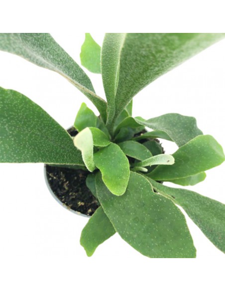 PLATYCERIUM BIFURCATUM diametro vaso 6 cm